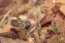 Enneapogon desvauxii fruits