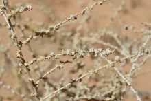 Traganum nudatum leaves