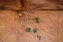 Whole plant