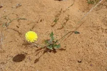 Whole plant