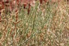 Leaves of Anabasis setifera