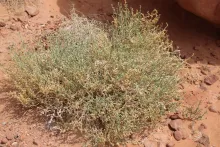 Whole plant