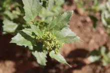 Chenopodiastrum murale leaves and fruits