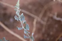 Atriplex turcomanica leaves