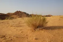 Artemisia monosperma and its surroundings