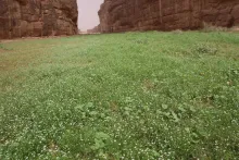 Spergularia flaccida in an ephemeral flooded depression