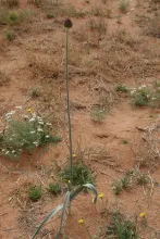 Whole plant