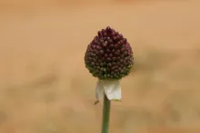 Flowers of Allium atroviolaceum