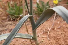 Leaves of Allium atroviolaceum
