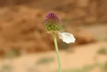 Flowers of Allium atroviolaceum