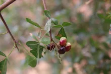 Searsia tripartita fruits