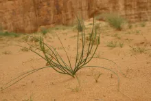 Whole plant