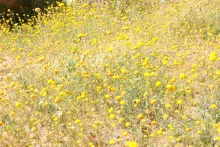 Whole plant