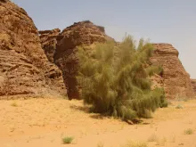 Whole plant