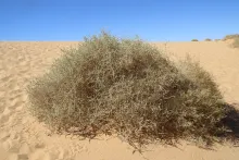 Whole plant