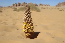 Cistanche tubulosa on a sandy plain