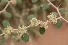 Ziziphus nummularia flowers