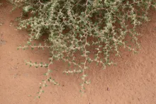 Ziziphus nummularia leaves