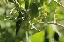Cebatha pendula leaf and flower