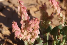 Rumex vesicarius fruits
