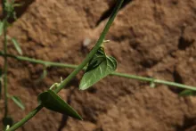 Cebatha pendula leaves