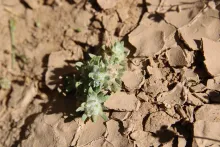 Whole plant