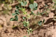 Trigonella anguina flowers