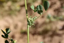 Trigonella anguina fruits