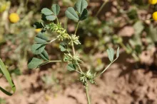Trigonella anguina leaves, flowers and fruits