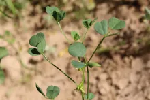 Trigonella glabra leaves