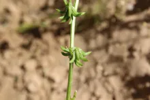 Trigonella glabra fruits