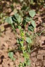 Trigonella glabra