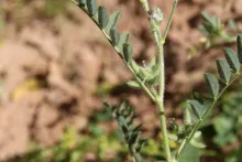 Astragalus tribuloides fruits and leaves