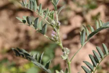 Astragalus tribuloides fruits and leaves