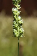 Phalaris minor flowers