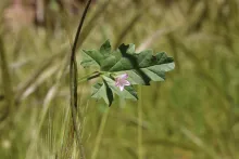 Convolvulus fatmensis leaf