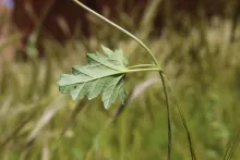 Convolvulus fatmensis leaf