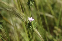 Convolvulus fatmensis flower