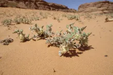 Whole plant