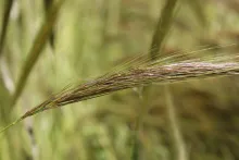 Stipellula capensis fruit