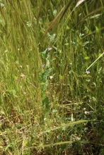 Whole plant