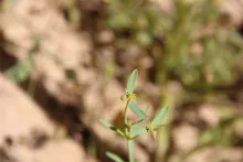 Euphorbia dracunculoides fruit/flower