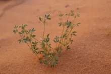Whole plant