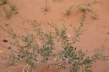 Scrophularia hypericifolia leaves