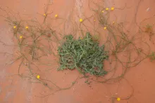 Whole plant