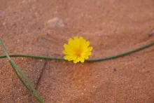 Launaea nudicaulis flowers