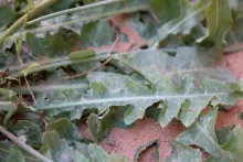 Launaea nudicaulis leaves