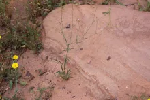 Whole plant