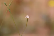 Silene linearis flower