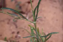 Silene linearis leaves